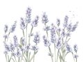 9 Lavender Oil Uses for a Healthier Natural Lifestyle