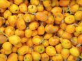 Marula Oil Benefits for Skin and How to Use it for Anti-Aging