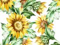Top Benefits of Sunflower Oil for Skin, and How to Use It