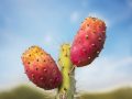 Beginner’s Guide to Using Prickly Pear Oil